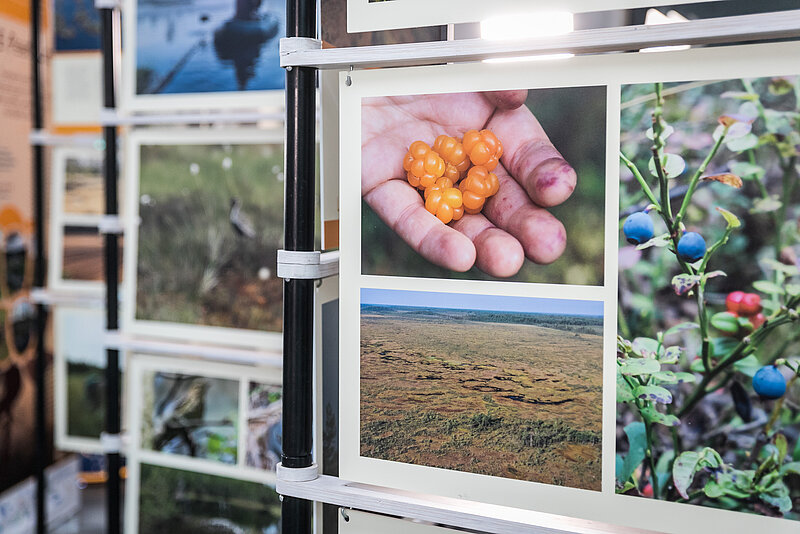 The international traveling photo exhibition "Peatlands and Climate: Restoration Stories" was opened