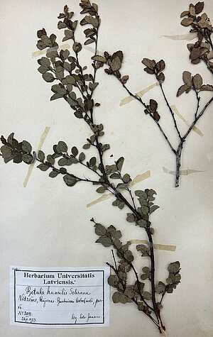 Zemā bērza herbārijs no Herbarium Latvicum. Ievācis E. Jansons 1923. gadā. BOT1540