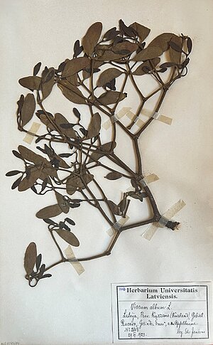 Baltā āmuļa herbārijs no Herbarium Latvicum. Ievācis E. Jansons 1923. gadā. BOT1093 