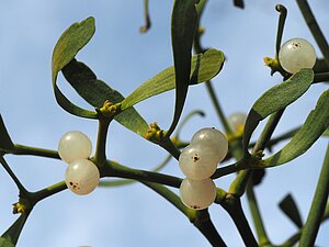 Baltais āmulis "Viscum album" L. ar ogām. https://www.inaturalist.org/observations/57896594