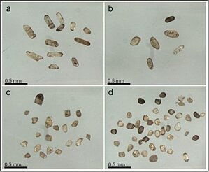 Cirkona atšķirīgo paveidu mikrokristāli (mazāki par 0,5 mm) no devona perioda Gaujas svītas smilšakmeņiem pie Raunas (Vidzeme). Foto: LUM krājums